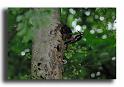 06-pic-epeiche-a-l entree-de-sa-loge-HM01456-pic-epeiche-dendrocopos-major-male